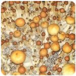Псилоцибиновые (галлюциногенные)  грибы Psilocybin "Golden Teacher" в Ленинградской
