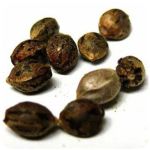 Семена марихуаны АК-47  (Seeds AK-47) в Ленинградской